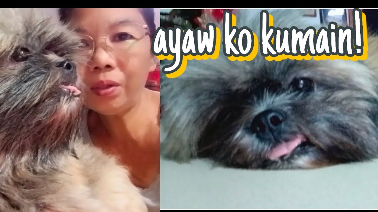 ANO ANG DAPAT GAWIN KAPAG AYAW KUMAIN NG ATING MGA ALAGANG ASO. #dog #pets #pet 