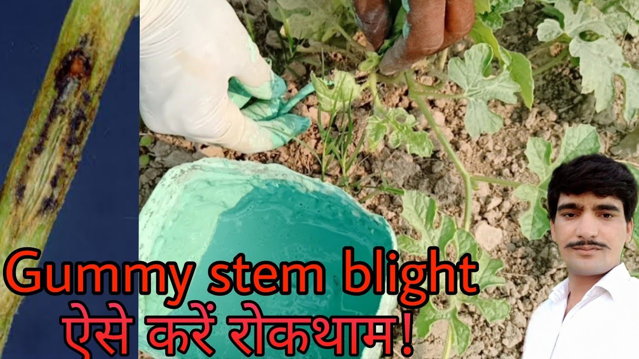 ऐसे करें gummy stem blight की रोकथाम/gummy stem blight treatment/gummy stem blight control