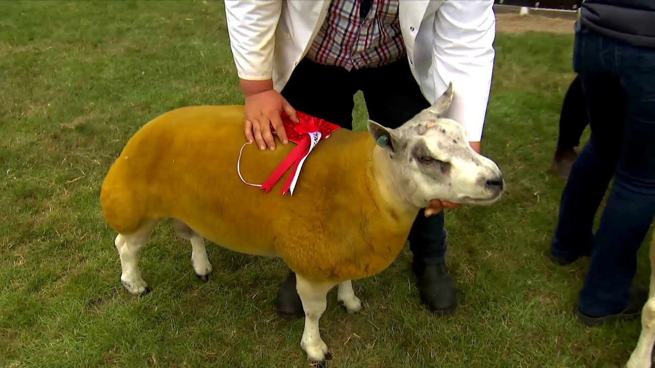 Defaid Beltex - Hwrdd Blwydd | Beltex Sheep Shearling Ram