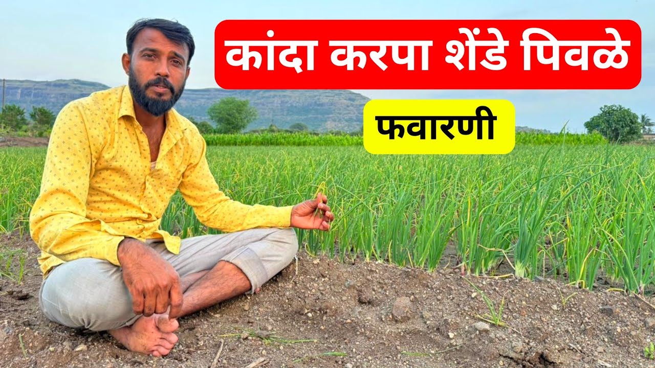 कांदा करपा शेंडे पिवळे तातडीची फवारणी | kanda karpa | मिलिंद भोर यूट्यूब चॅनेल | कांदा पिक नियोजन 