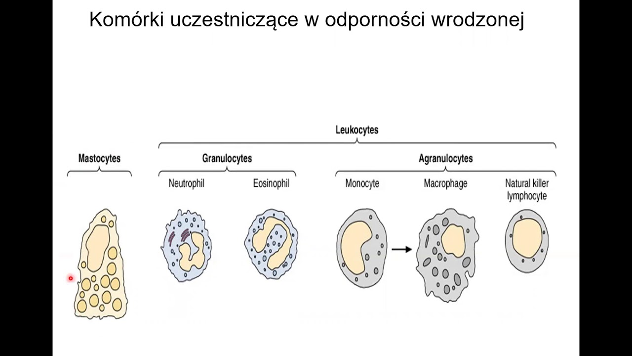 Układ limfatyczny wykład