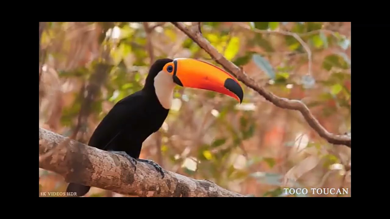 CAGAR ALAM INDONESIA &MARGA SATWA