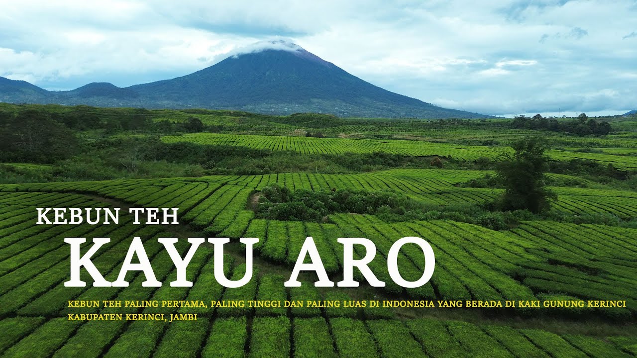 KEBUN TEH KAYU ARO | Kebun Teh Tertua, Tertinggi dan Terluas di Indonesia | Kerinci, Jambi