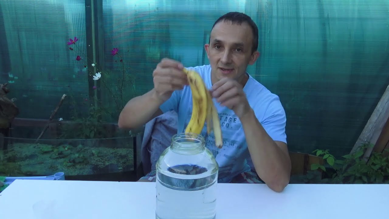 Инфузория - размножение(РАБОЧИЕ МЕТОДЫ).Как сделать быстрый старт.