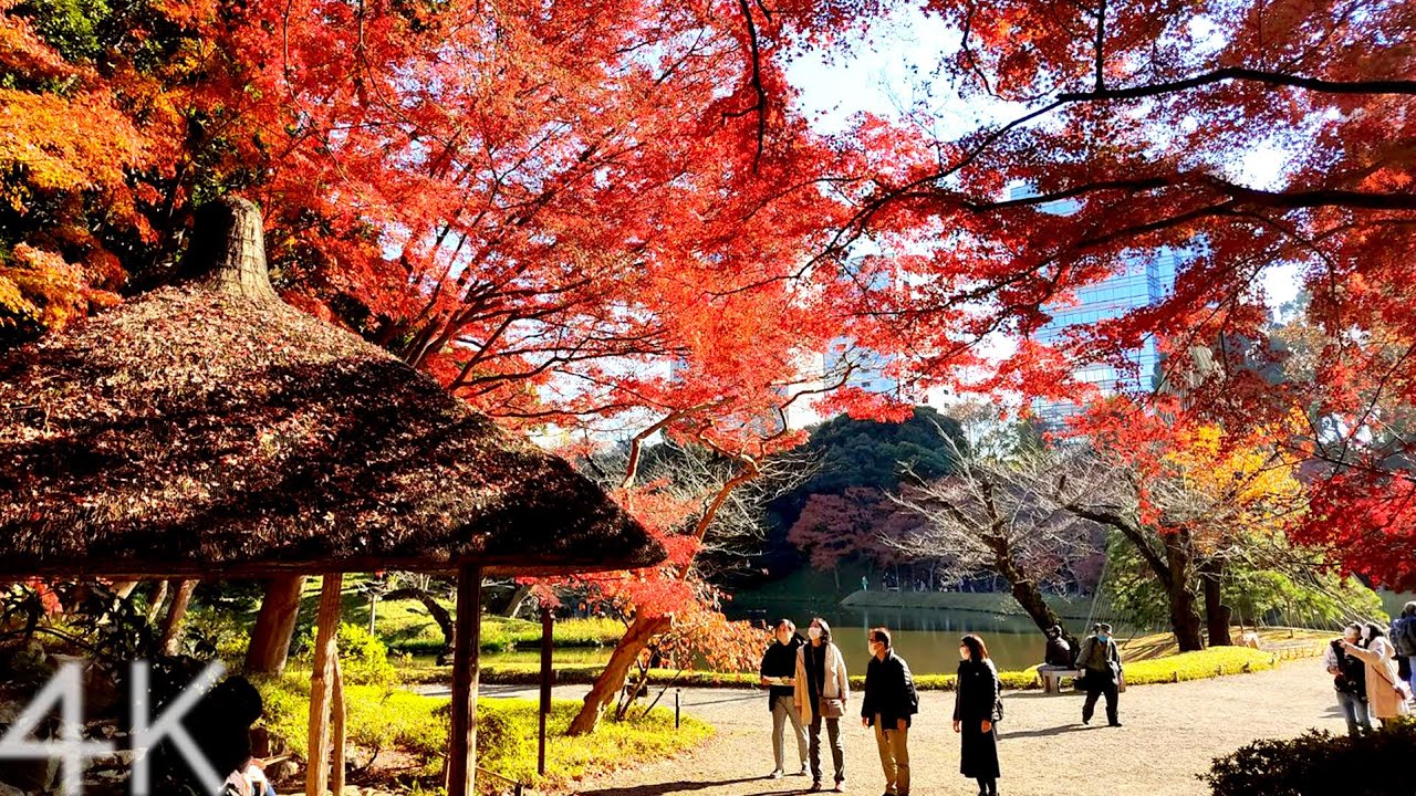 【4K】Autumn leaves at Koishikawa Korakuen Garden - Tokyo, Japan