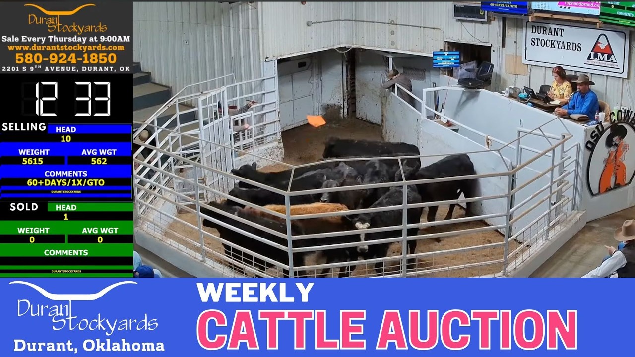 1,000+ Head Selling LIVE | Durant Stockyards Cattle Auction | Southern Oklahoma | Feb 12, 2026
