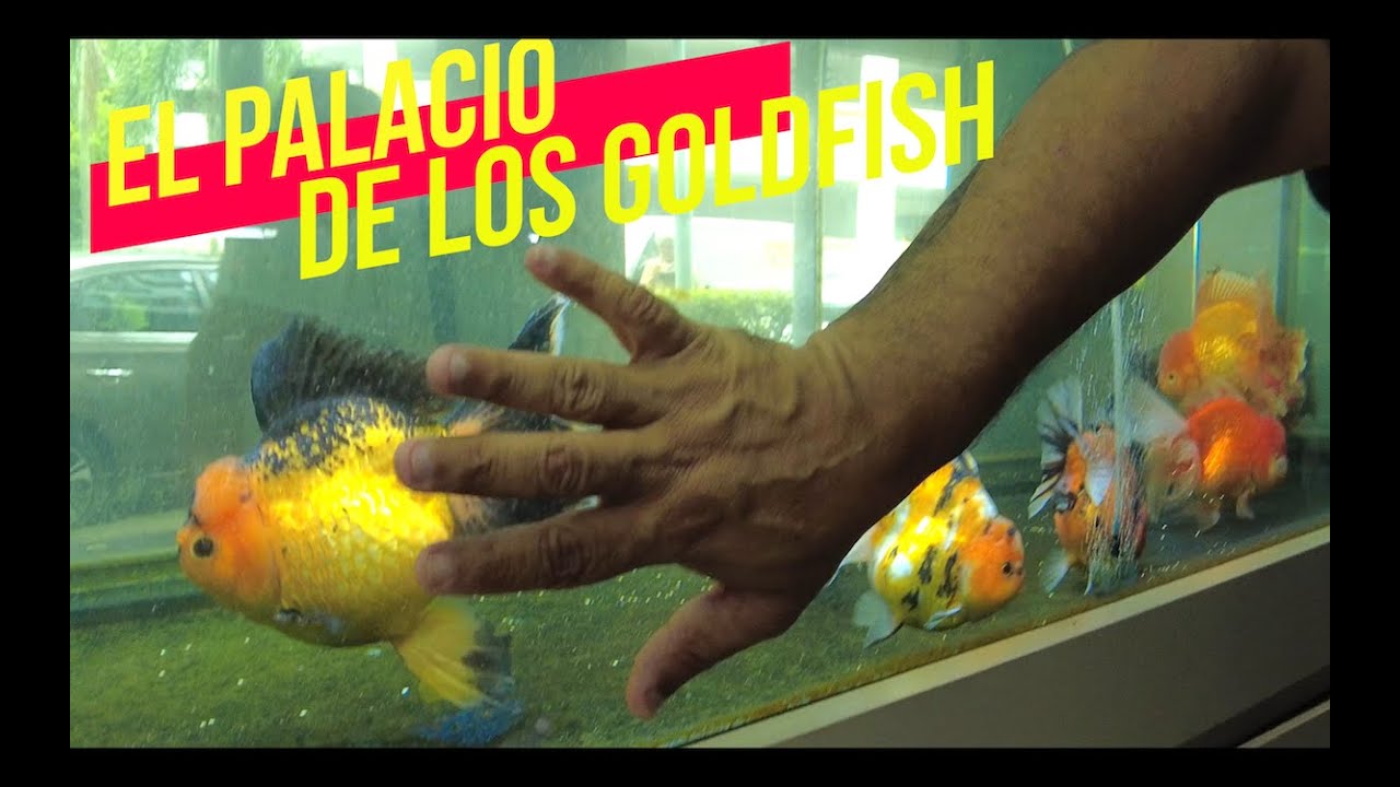 CÓMO ALIMENTAR GOLDFISH PARA QUE CREZCAN GIGANTES😱🐟🐠🐡