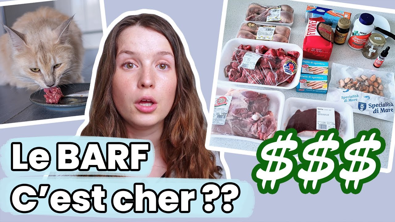 Combien coûte une alimentation crue pour chat ? Quel prix ? | Raw Feeding | BARF | Prey Model