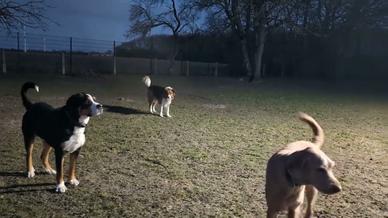 Hundeschule Wolf und Co am 01.März.2026 #hundepension #hundeschule #hundefutter