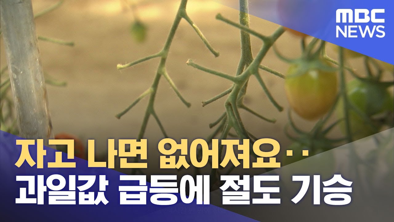 자고 나면 없어져요‥과일값 급등에 절도 기승 (2024.03.14/뉴스투데이/MBC)
