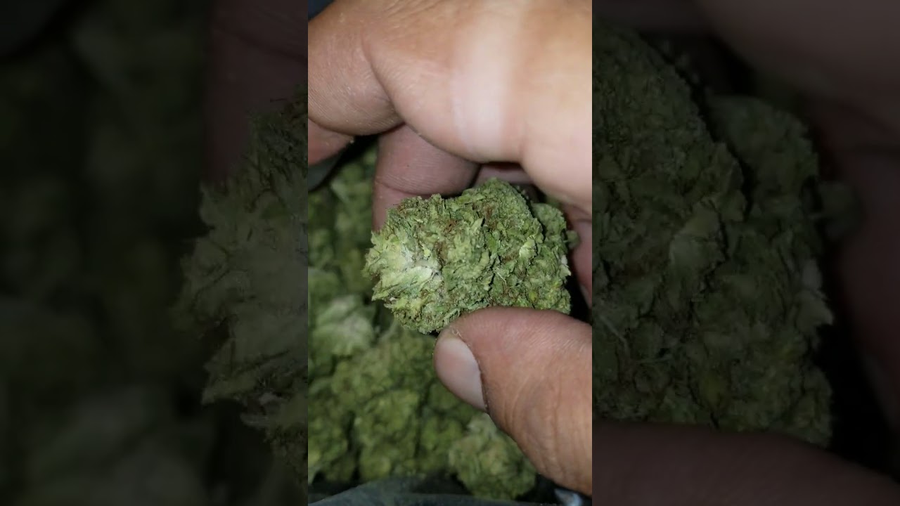 Lemon Haze Strain