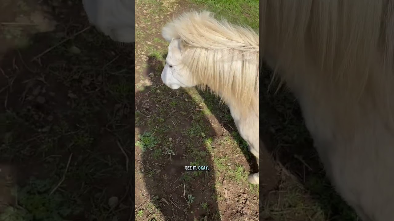 Карен удаляет линьку 🤍🐴 #приятно #удалениелиньки #katievanslyke #лошади
