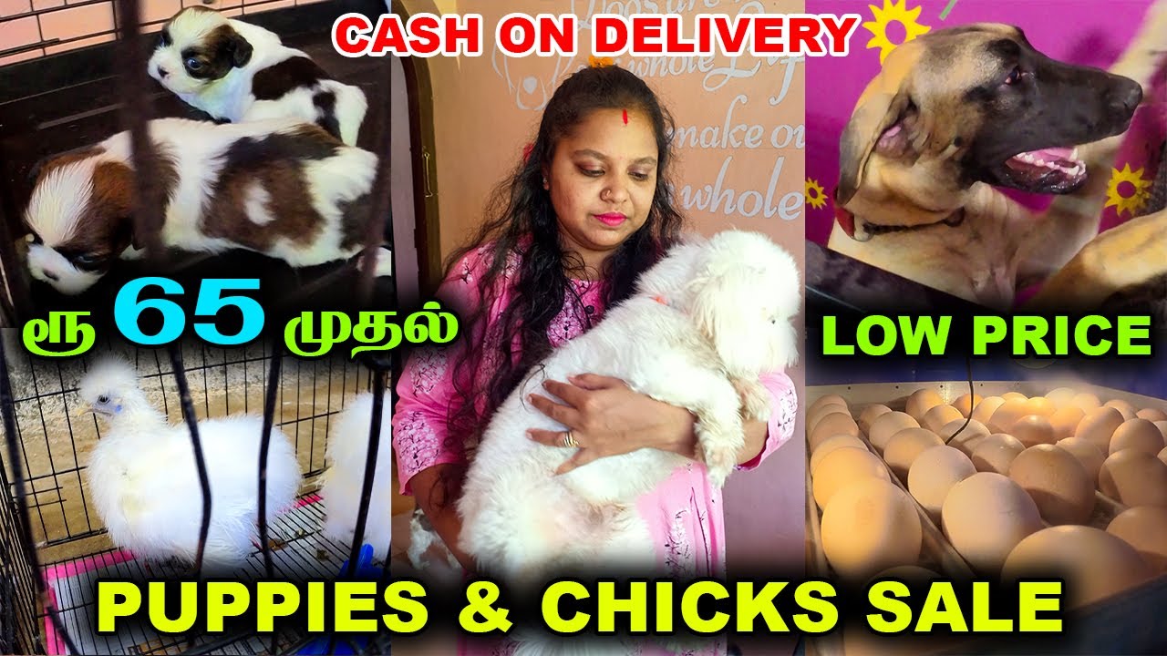 Puppies & Chicks Sale || CASH ON DELIVERY || Cheapest Prize || Puppy's Price List || Mr Eyecatcher