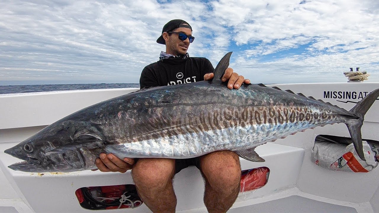 MEGA Mackerel