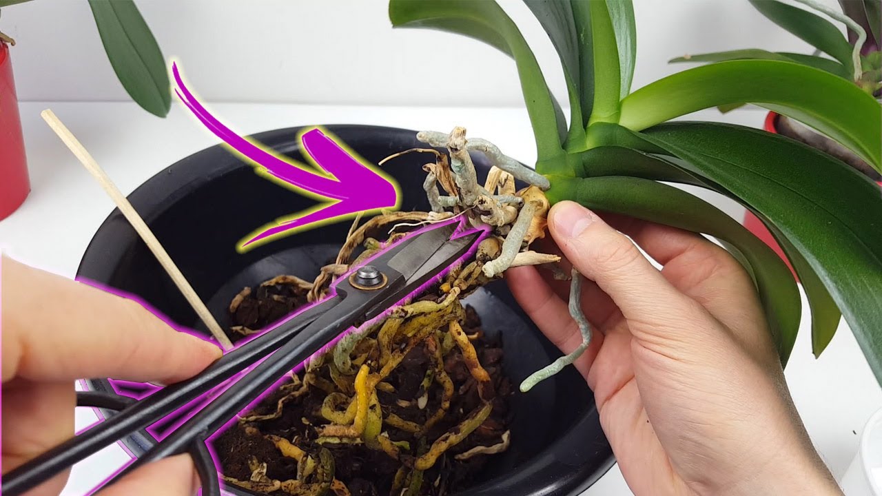 Trasplante de Orquídea - Técnica correcta para que salga bien -
