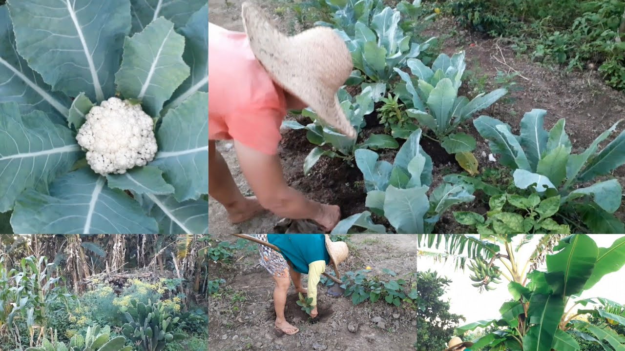 UM SÁBADO DEDICADO AOS CUIDADOS DO SÍTIO, #banana #horta #couveflor #goiaba