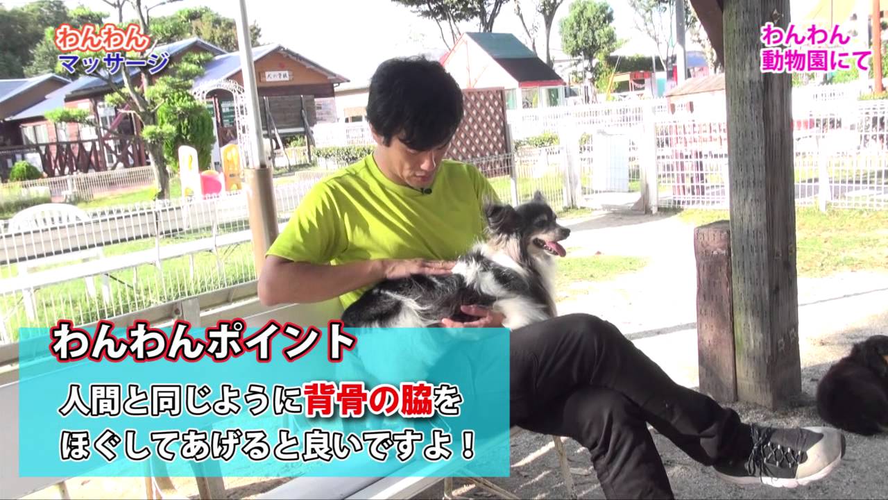 2/3【犬も肩こり】？ワンんちゃんにマッサーしたよ！世界の指圧師KEN