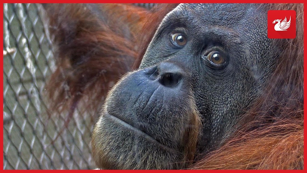 EXCLUSIVE: How Chester Zoo is coping one year after the fire that destroyed the Monsoon forest