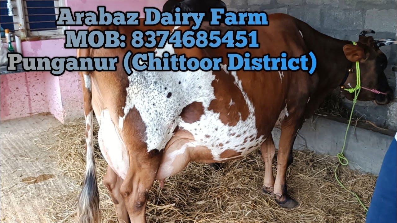 Arabaz Dairy Farm, MOB: 8374685451 / Kothaindlu Punganur (Chittoor District) /