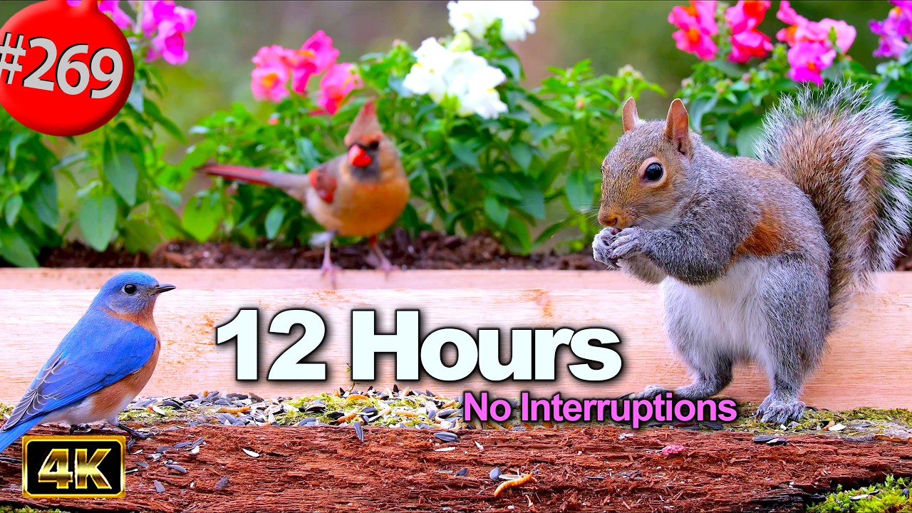 12 Hrs Best of Relaxing TV for Cats 😻 Uninterrupted Birds 🐦 Begonias 🌷 Cat TV @LensMyth