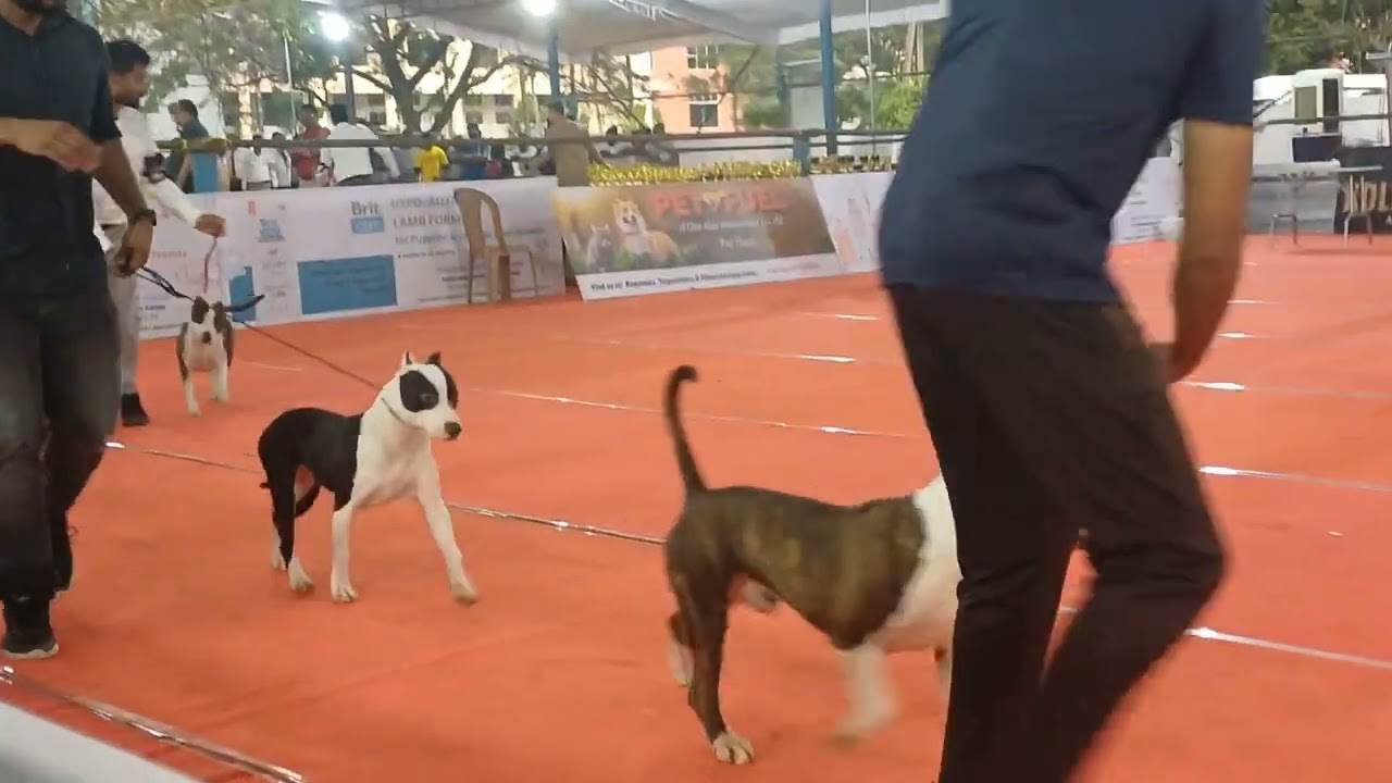 Kollam Dog Show 2024 | American Staffordshire Terrier