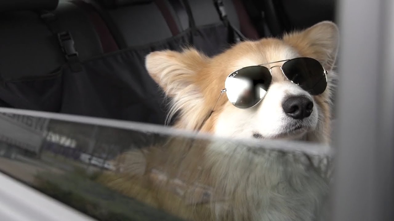 Marcel Le Corgi says BONE-jour to France!