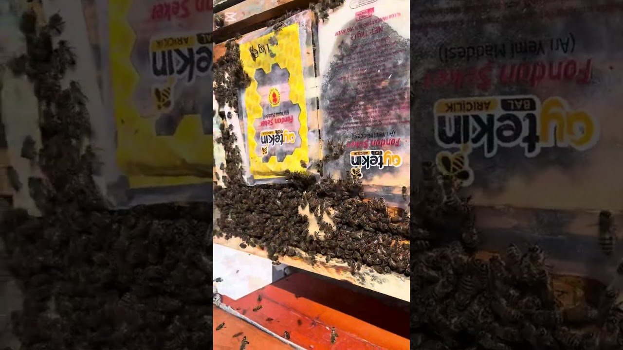 İRFAN NACAK ARISI SOĞUĞA DAYANIKLI MIDIR?  #irfannacak #arıcılık #arı