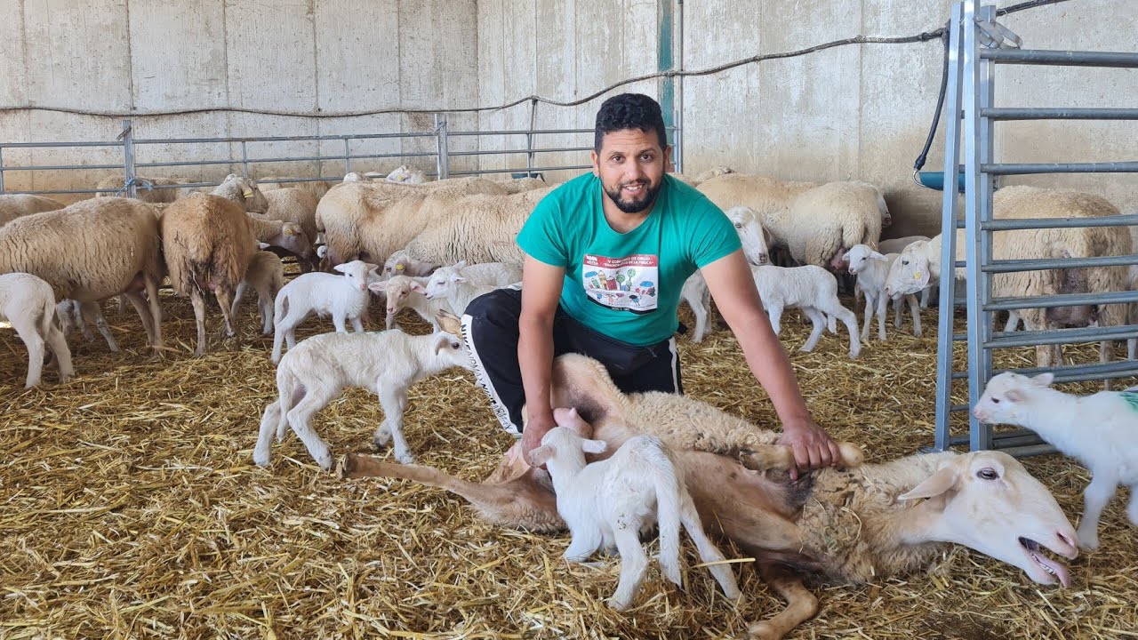 سبحان الله شوفوا هاد نعجة شحال سن ديالهة عجيبة..