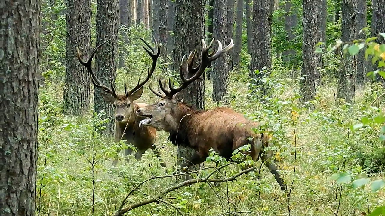Rykowisko 2025r Starcie Potęg🦌Zacięta Walka i ten RYYYK!! 🦌Cz2.
