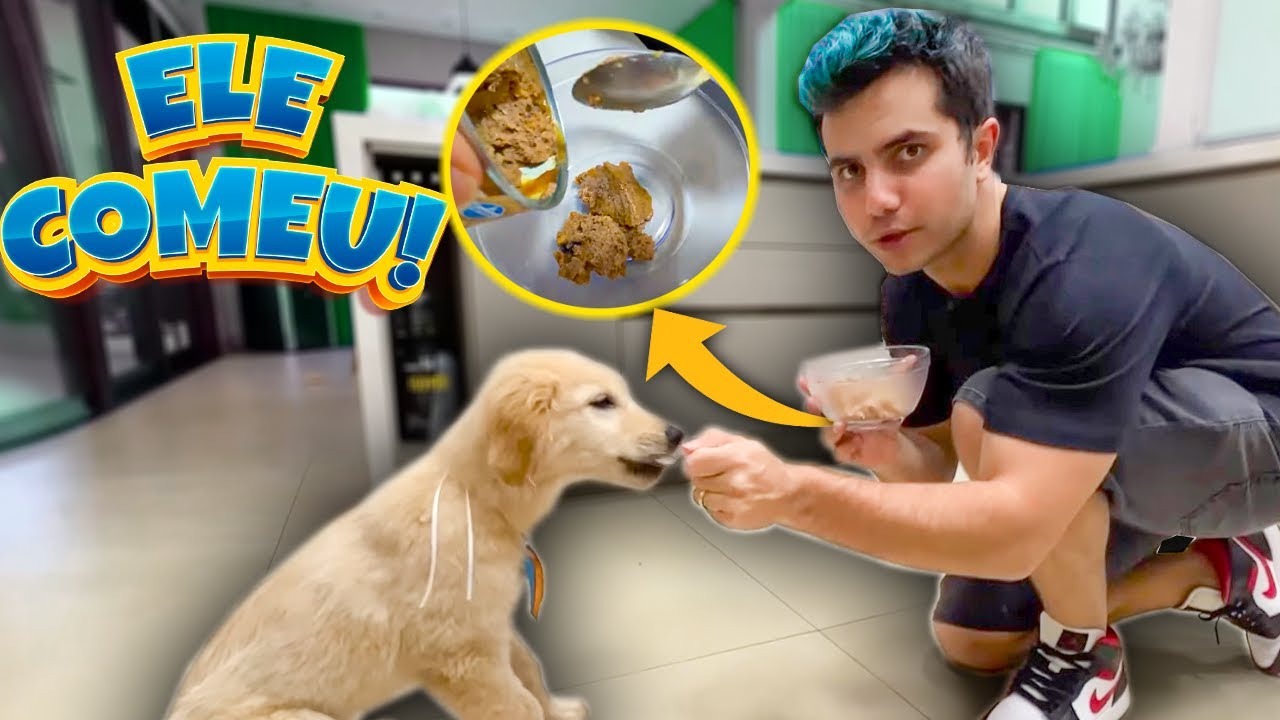 O CACHORRINHO MELHOROU !  - Vida de Maloucos #29