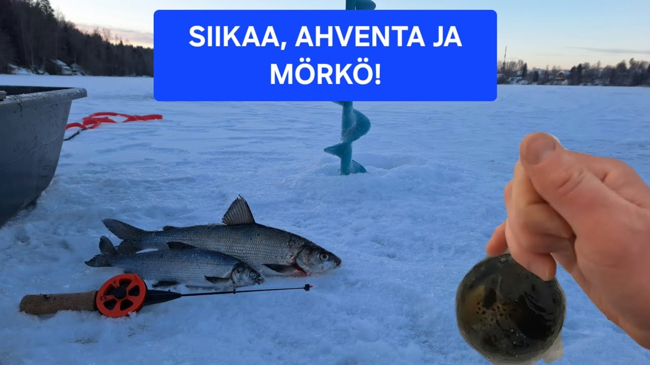 Neljäs Siikareissu | Siikaa Ahventa ja MÖRKÖ! #KALASSA41