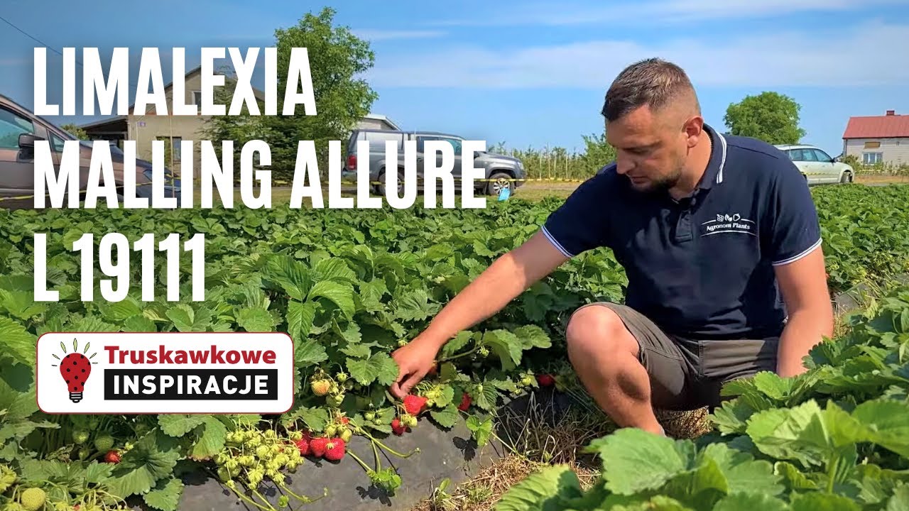 Limalexia, Malling Allure oraz L 19111 - odmiany z Agronom Plants w projekcie Truskawkowe Inspiracje