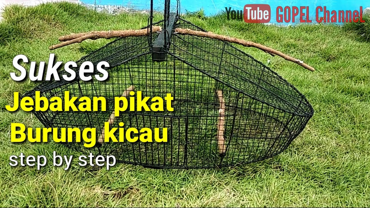 Membuat jebakan pikat burung kicau. step by step