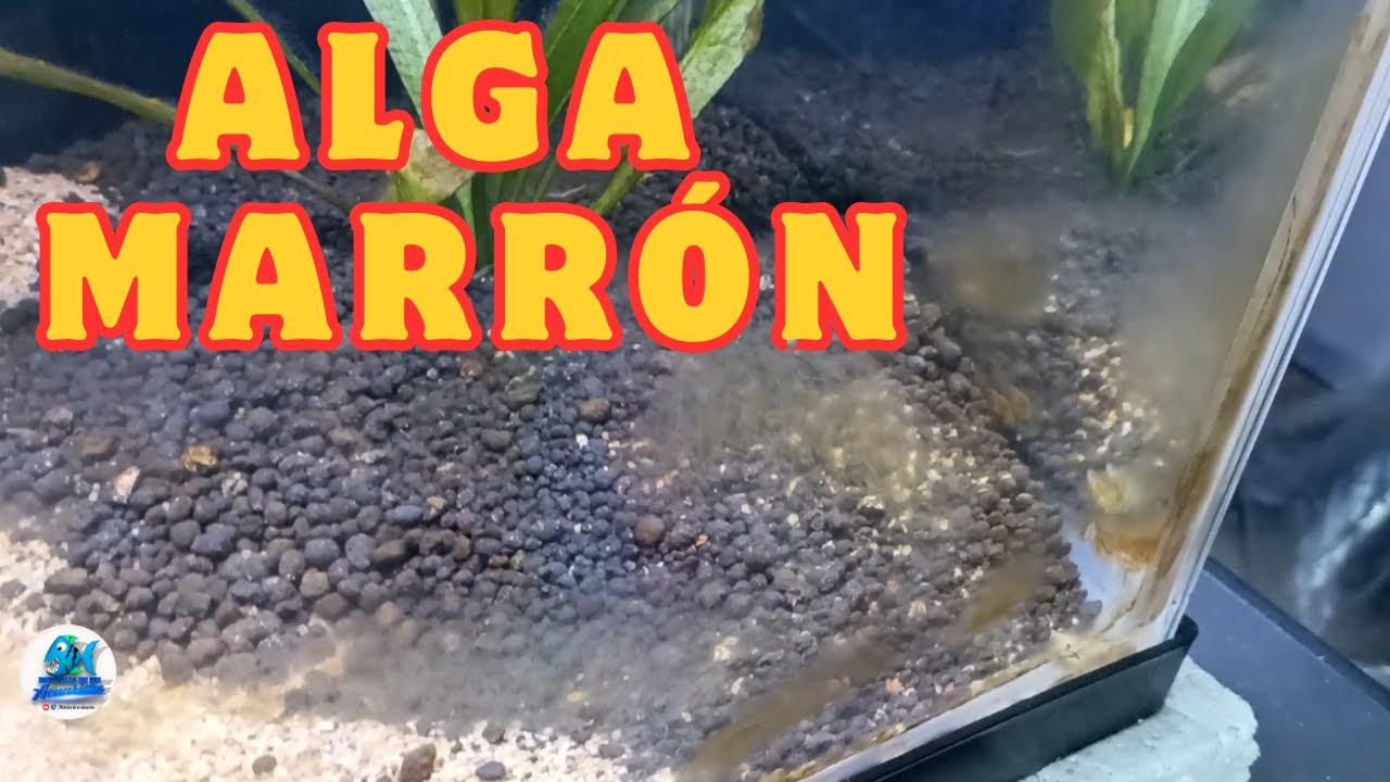 Sigo peleando contra el alga marron