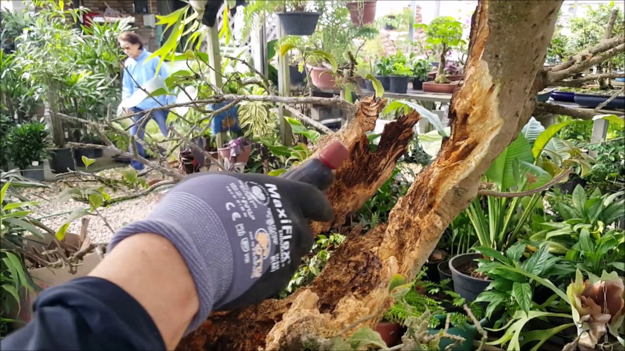 Trabalho e proteção da madeira morta de Bouganvillea - Parte II - Nipon Bonsai