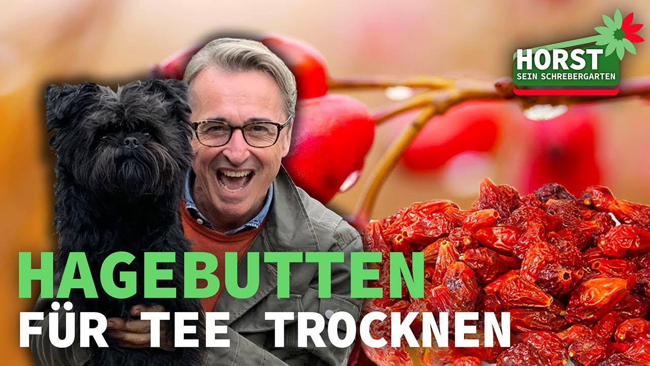 Hagebutten für Tee trocknen – Vitamin C Superfood ganz einfach selber herstellen!