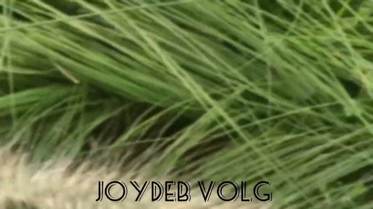 new trending vlog video my first vlog joydebkvlog Joydeb K Vlog #joydebkvlog