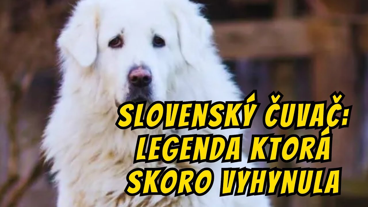 Slovenský čuvač Pes ktorý Skoro vyhynul!– Strážca Tatier, ktorý prežil stáročia!
