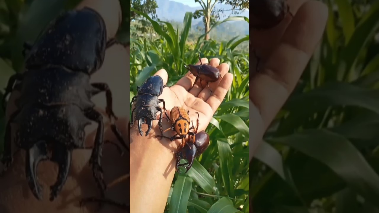 4 species of horn beetles#insect#animals  #beetle