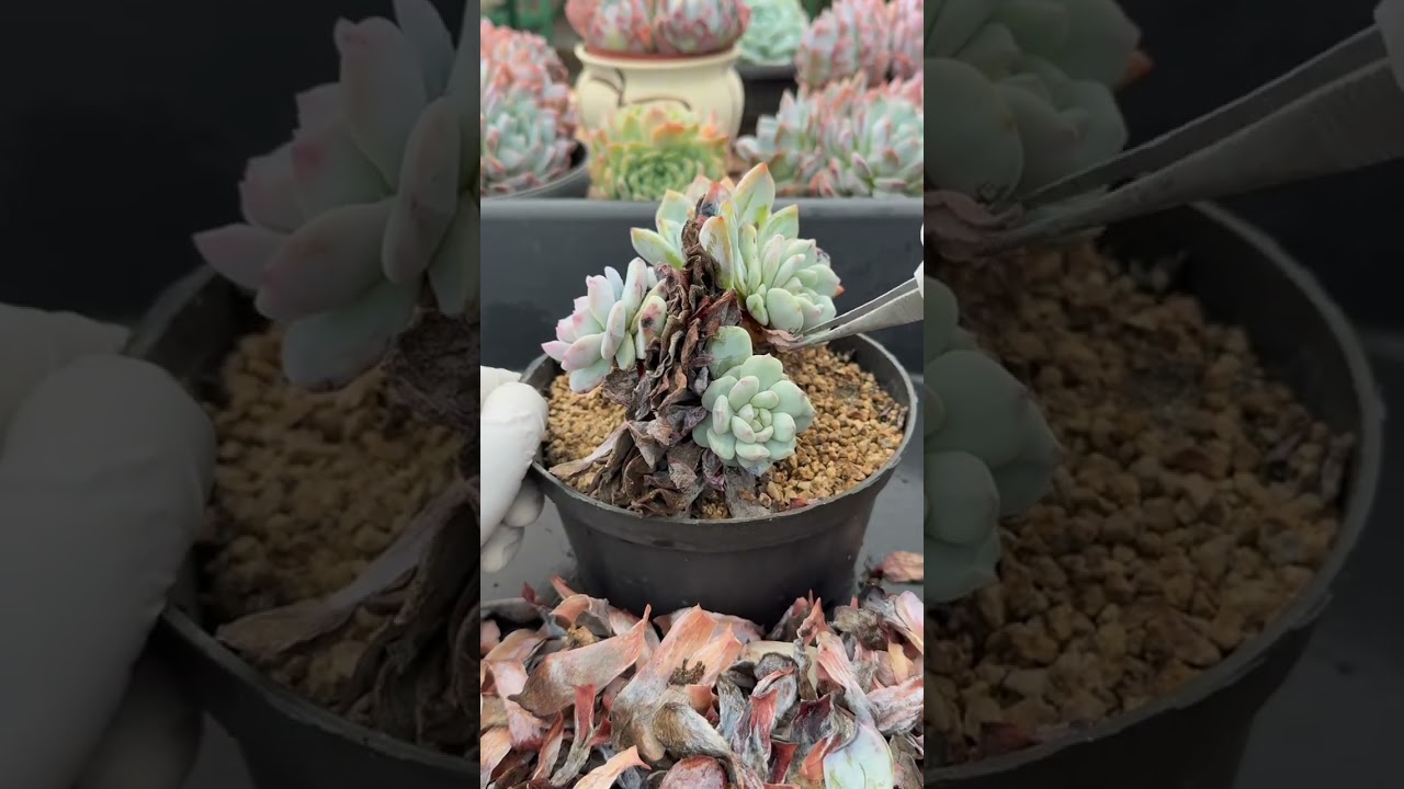 Watering Succulents the Smart Way | Avoid Rot & Boost Growth