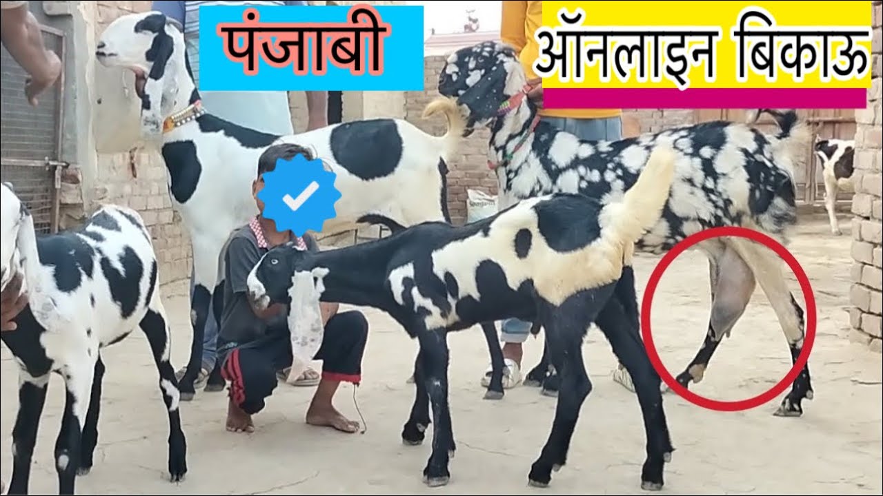 ऑनलाइन पंजाबी बकरियां बिकाऊ फरीद भाई के पास 