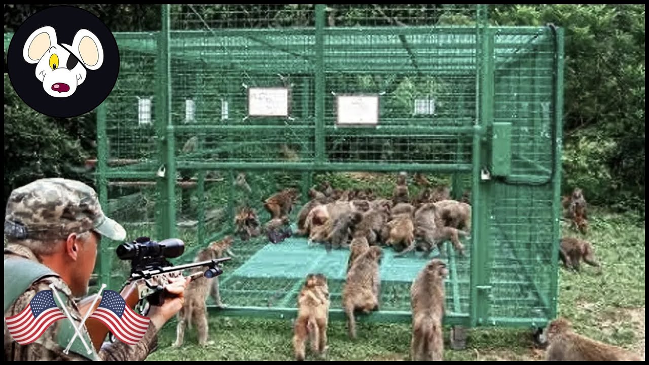 How Farmers Use Traps To Deal With Milion Invasive Monkeys | Farming Documentary