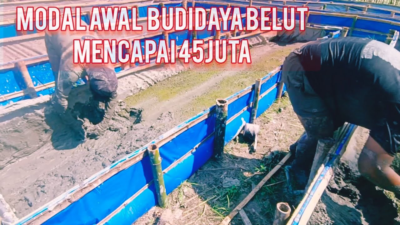 Modal Awal Budidaya Belut Mencapai 45juta Ratusan Kolam(BELUT BBSB) 
