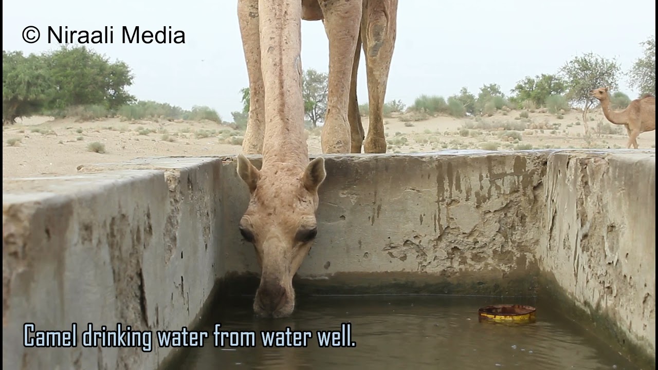 Beauty of Tharparkar | Camel Drinking Water from Water Well in Tharparkar | Camel Viral Video