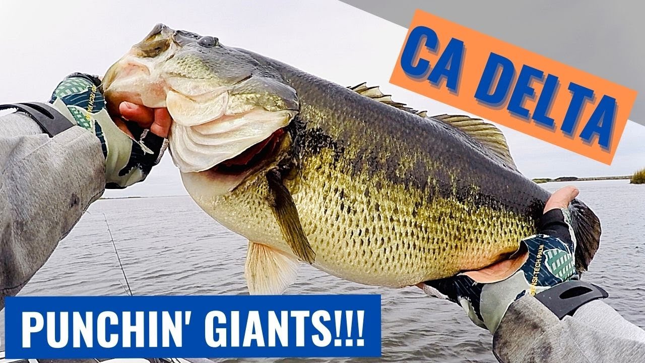 PRE-SPAWN PUNCHING GIANT BASS on the CALIFORNIA DELTA!!!