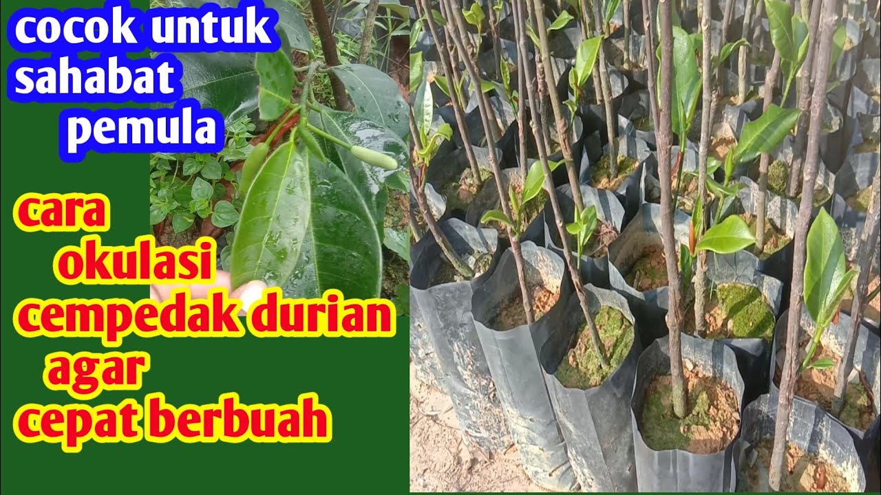 cara mudah okulasi cempedak durian
