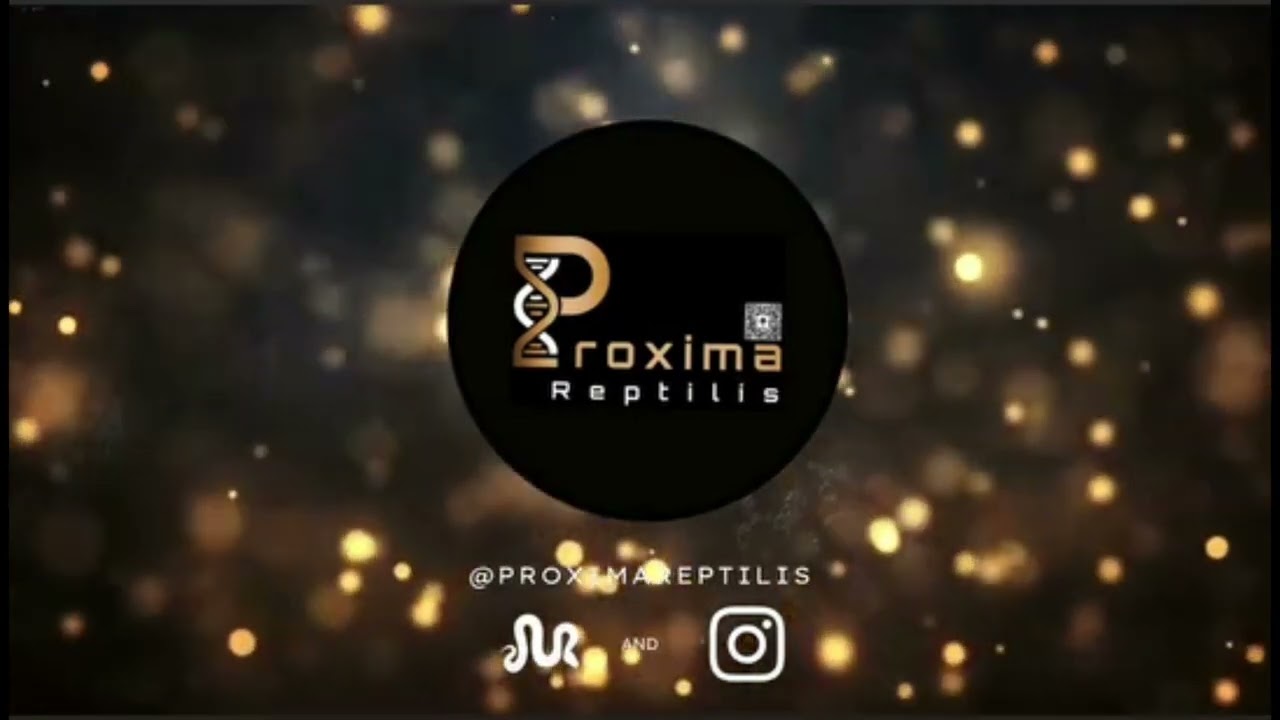 Proxima Reptilis 