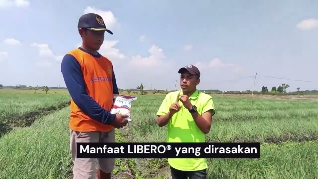 Testimonial LIBERO® Bawang Merah - Pertumbuhan Vegetatif Tanaman, Dosis Rendah