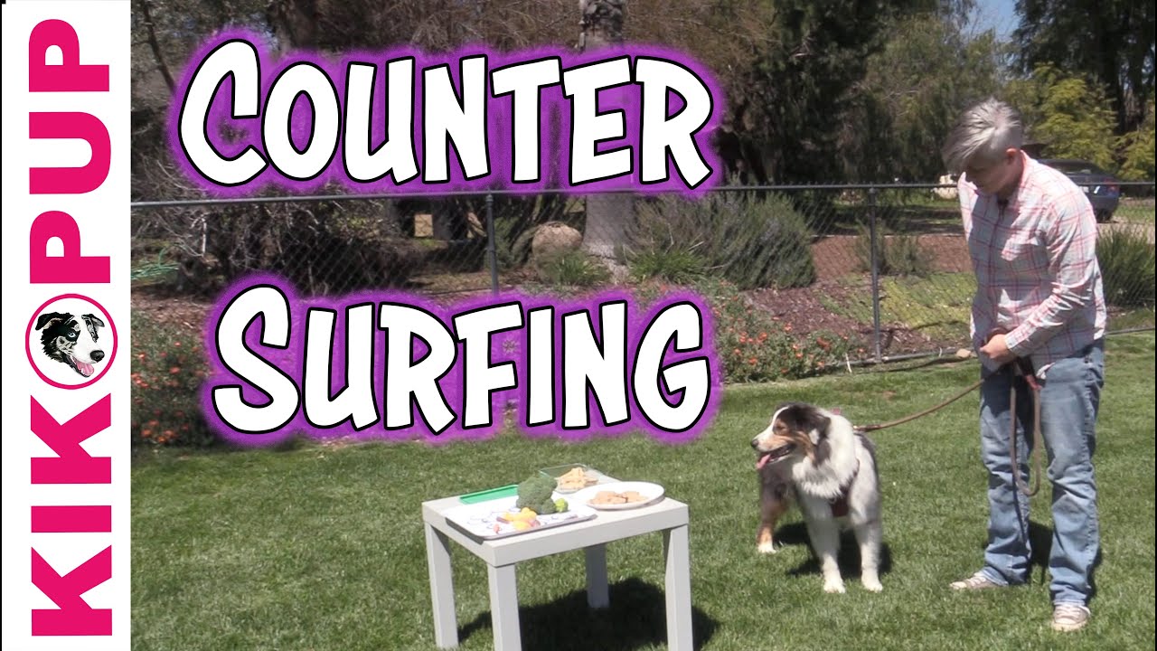 Stop Counter Surfing - Dog Training Games