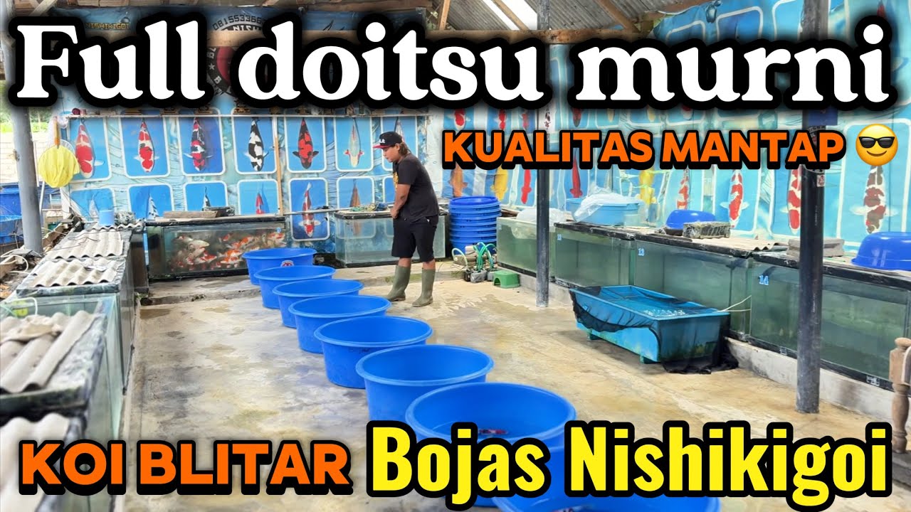 Review Koi doitsu murni semua di Bojas Nishikigoi Garum Blitar ‼️harga  merakyat 